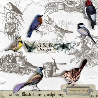 Bird Illustrations CU by G & T Designs