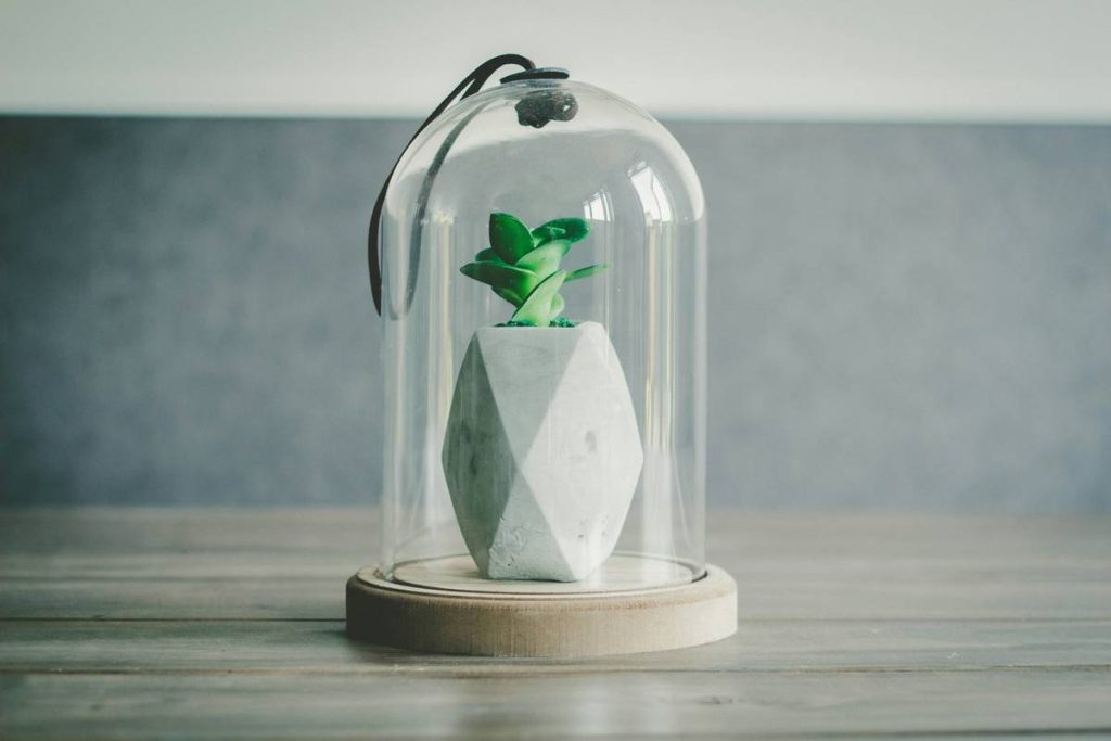 Cloche for Garden Plants: 7 Proven Tips to Avoid Costly Mistakes