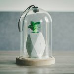 Cloche for Garden Plants: 7 Proven Tips to Avoid Costly Mistakes