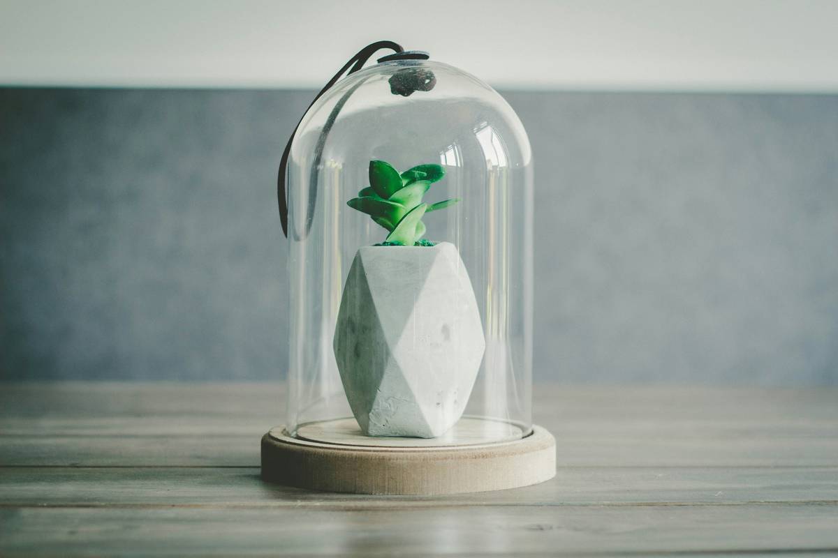 Cloche for Garden Plants: 7 Proven Tips to Avoid Costly Mistakes