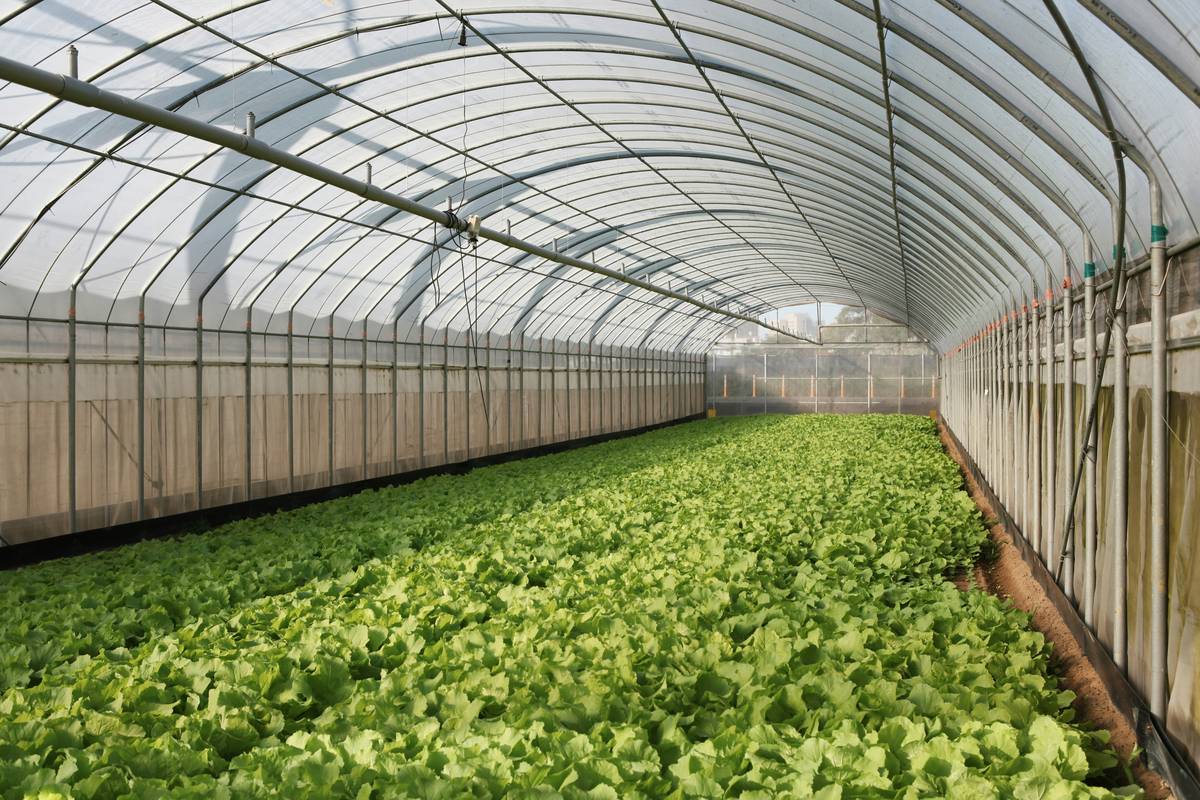 Cloche greenhouse cover protecting young lettuce seedlings from frost in early spring garden bed