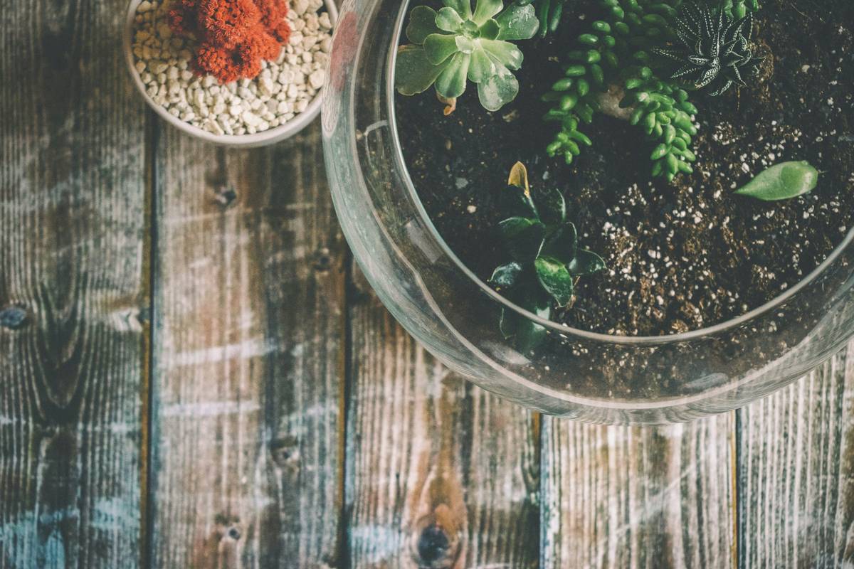 Cloches for Indoor Plants: 7 Proven Tips to Avoid Costly Mistakes