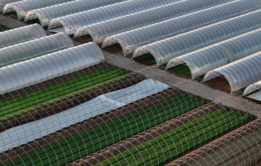 Greenhouse Cloche Tunnels: 7 Proven Tips to Avoid Costly Mistakes