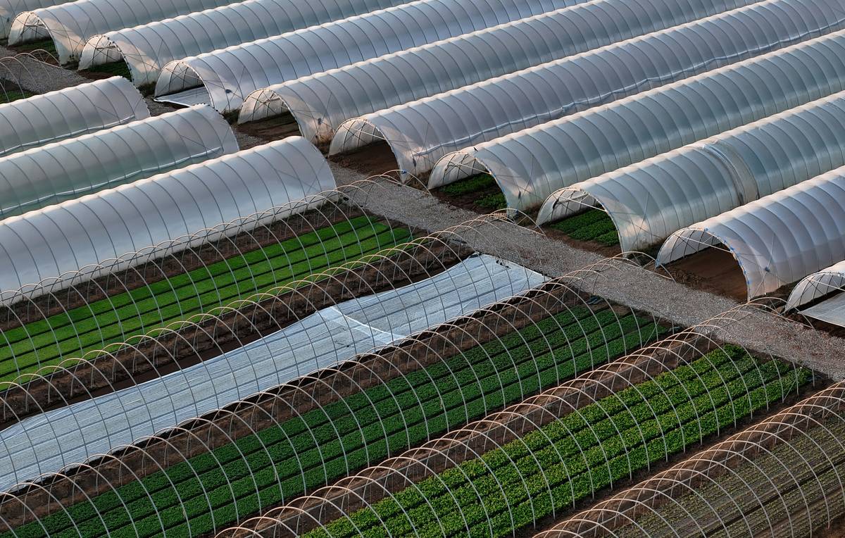 Greenhouse Cloche Tunnels: 7 Proven Tips to Avoid Costly Mistakes