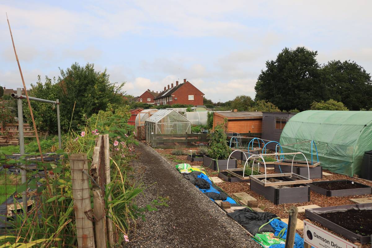 greenhouse cloche tunnels protecting young vegetable seedlings in early spring garden bed