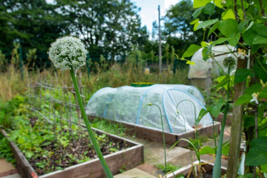 Cloche Covers for Plants: 7 Proven Tips to Avoid Costly Mistakes