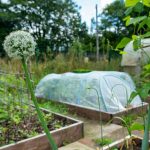 Cloche Covers for Plants: 7 Proven Tips to Avoid Costly Mistakes