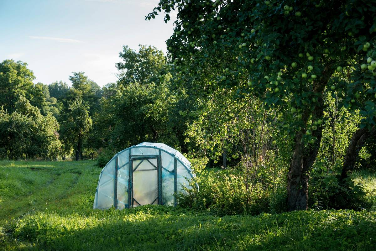 Cloche Plastic Greenhouse: 7 Proven Tips to Avoid Costly Mistakes