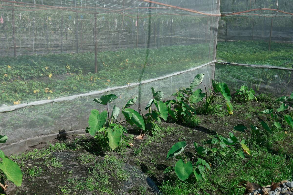 Clear plastic small greenhouse cloche covering young lettuce seedlings in a raised garden bed