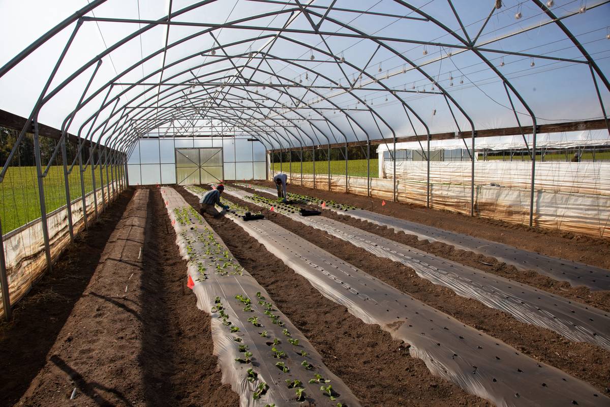 how to use garden cloche: clear plastic dome covering young lettuce seedlings in early spring soil