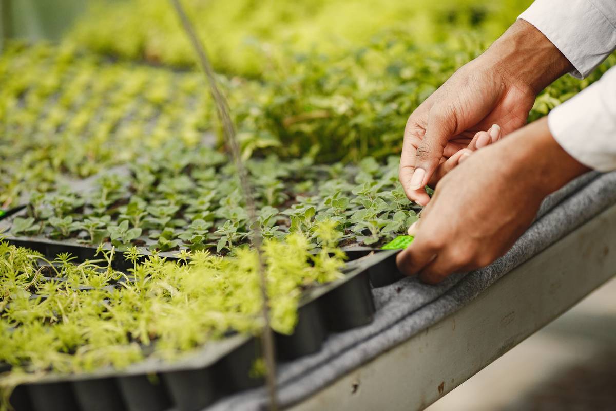 Garden Cloches for Plants: 7 Proven Tips to Avoid Costly Mistakes