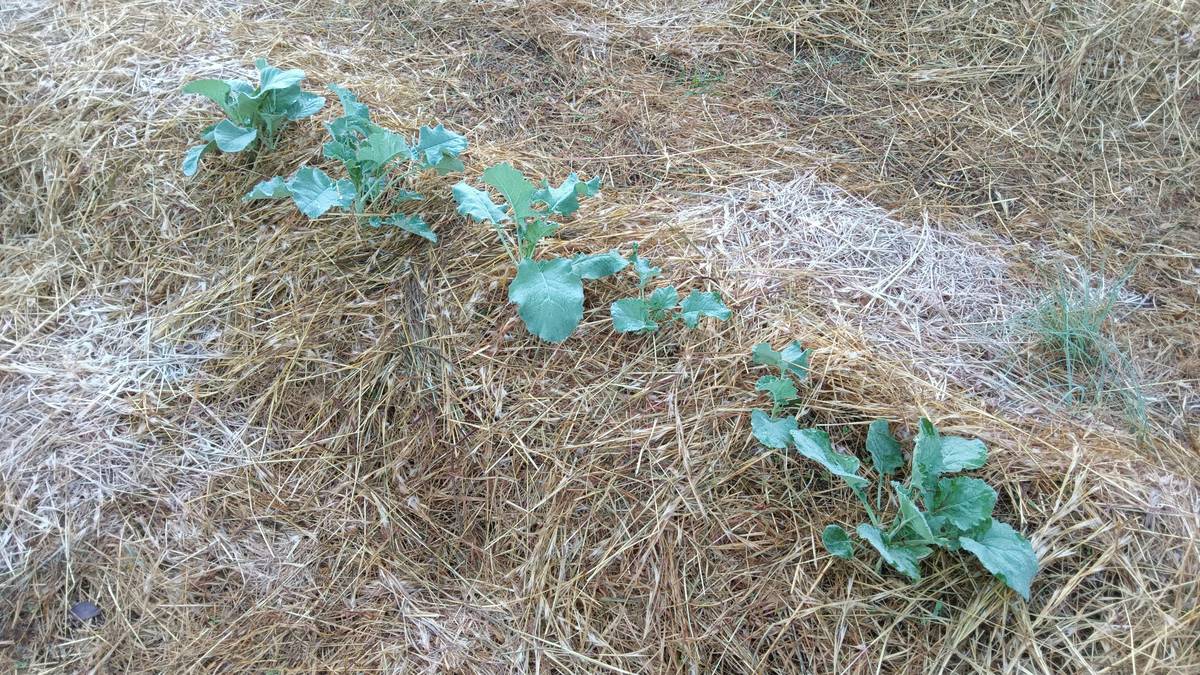 Cloche plastic greenhouse covering young tomato seedlings in a raised garden bed