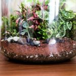 Glass Cloche for Plants: 7 Proven Ways to Avoid Costly Gardening Mistakes
