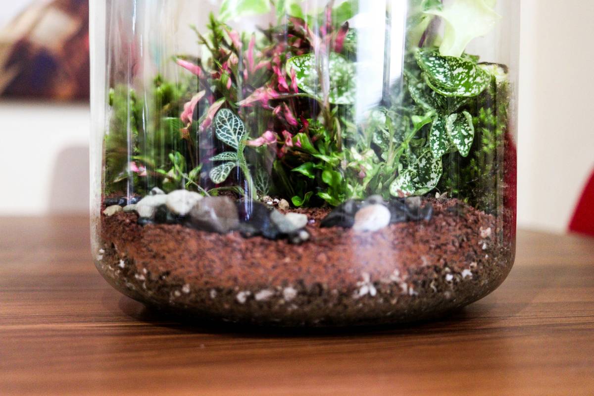 Glass Cloche for Plants: 7 Proven Ways to Avoid Costly Gardening Mistakes