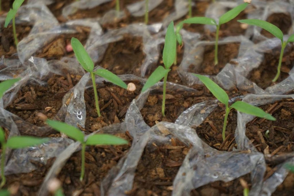 Large Cloche for Plants: 7 Proven Ways to Avoid Costly Spring Frost Mistakes