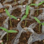 Large Cloche for Plants: 7 Proven Ways to Avoid Costly Spring Frost Mistakes