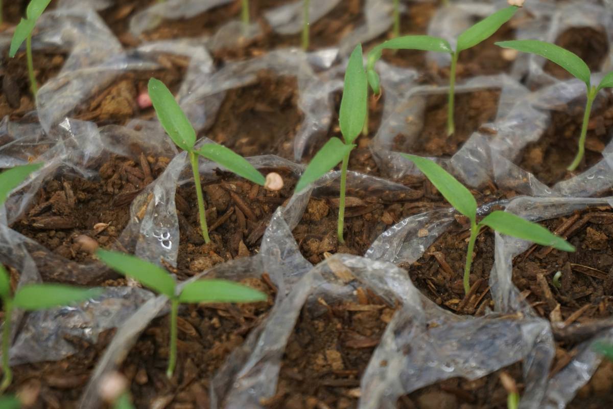Large Cloche for Plants: 7 Proven Ways to Avoid Costly Spring Frost Mistakes