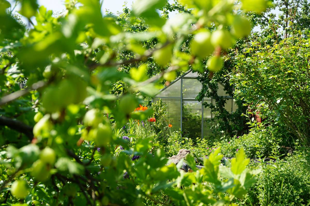 A large cloche for plants covering multiple vegetable seedlings in a raised garden bed