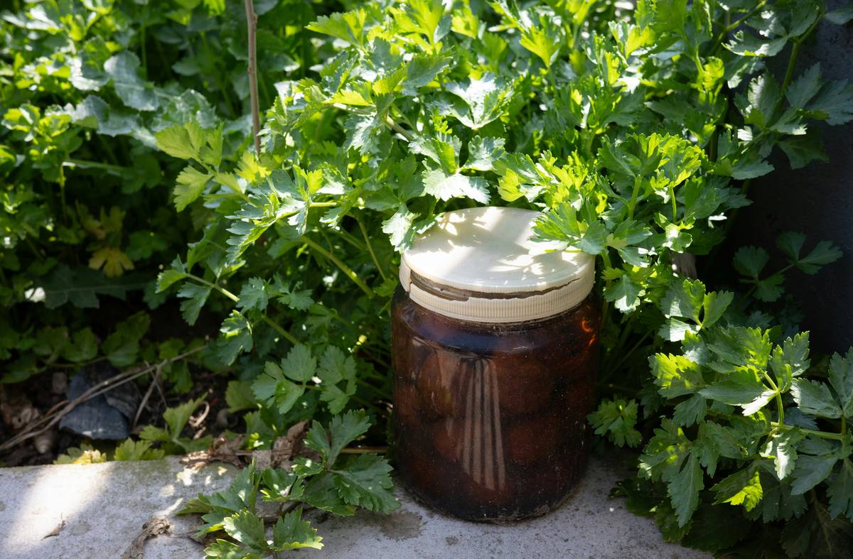 Victorian Greenhouse Cloche: 7 Proven Tips to Avoid Costly Mistakes